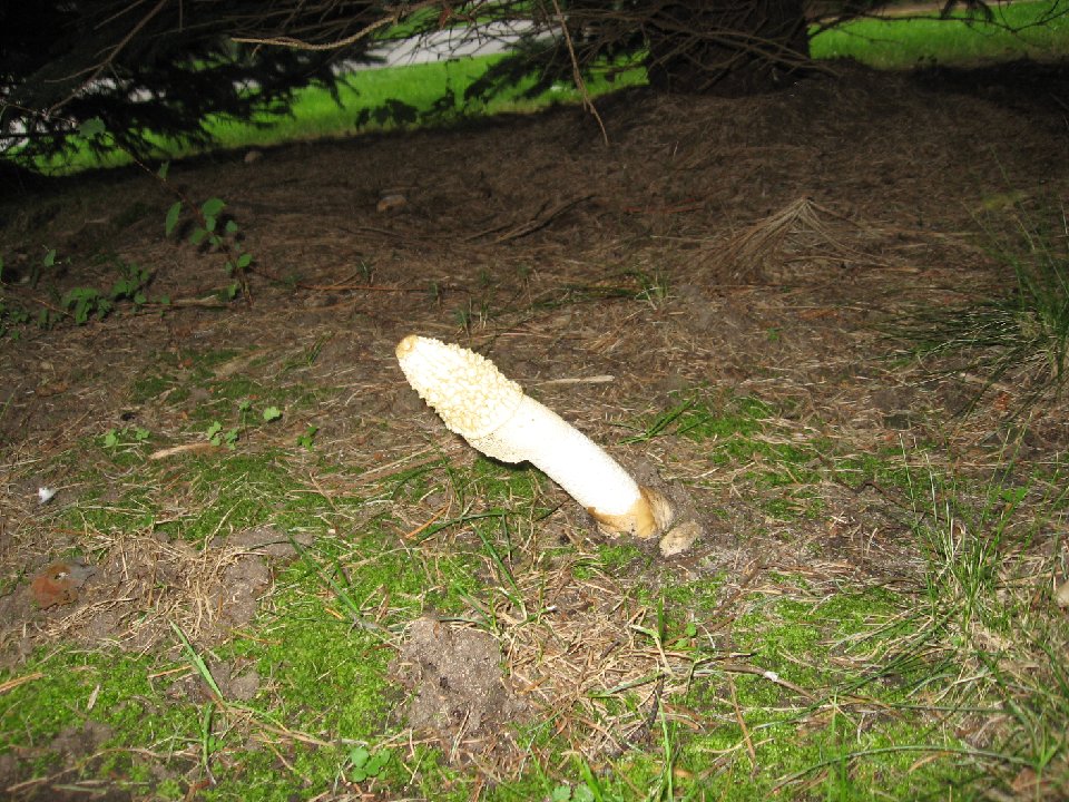 IMG 6555