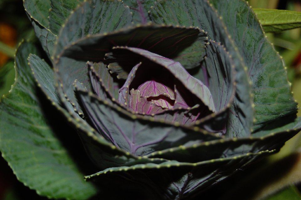 DSC 0008