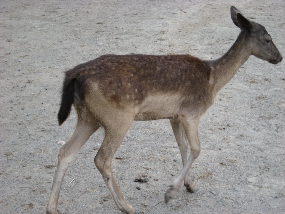 IMG 2600
