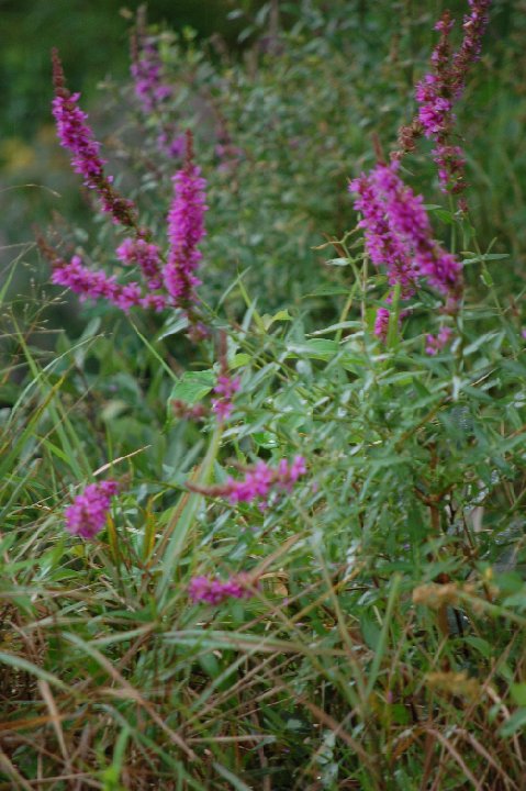 DSC 0135