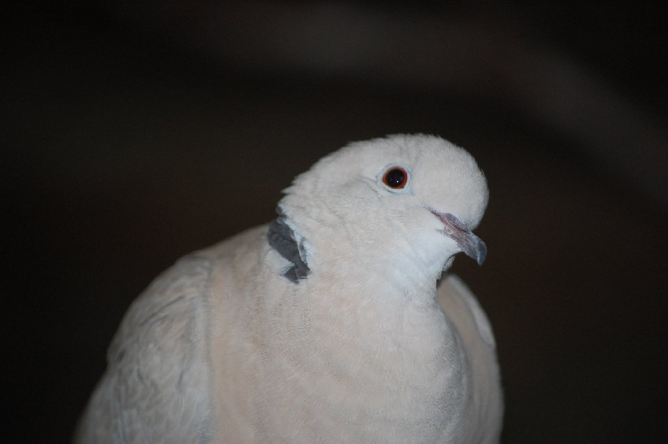 DSC 0246