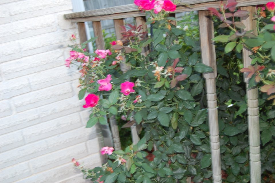 DSC 0406