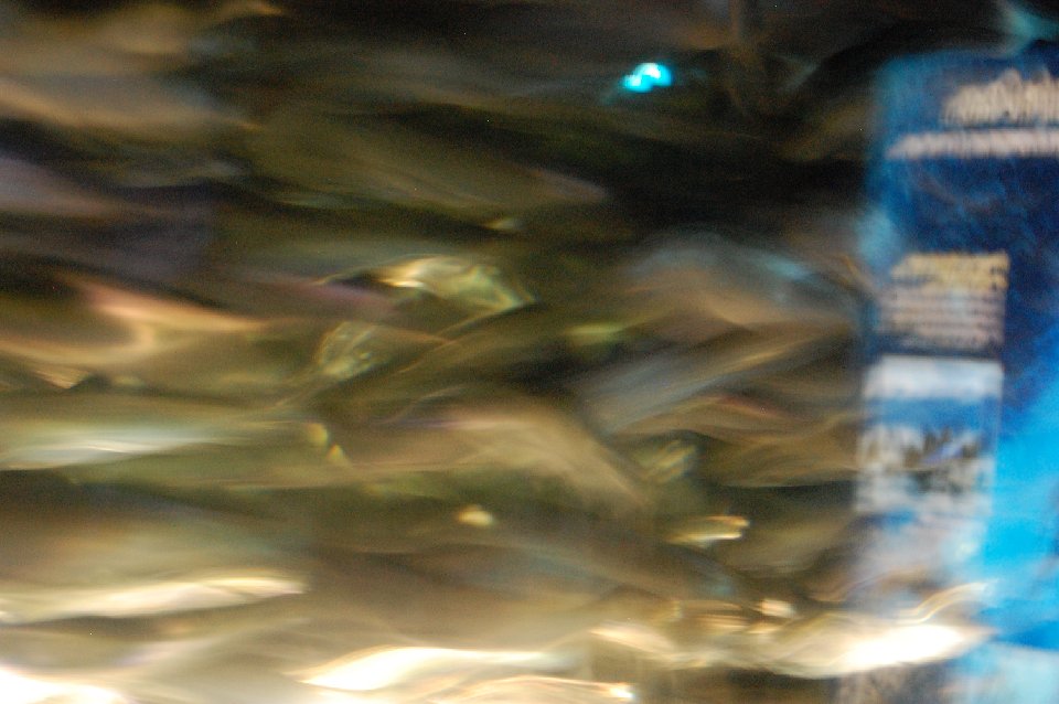 DSC 0300