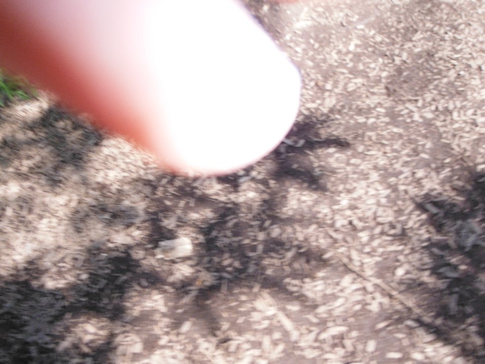 P 0067