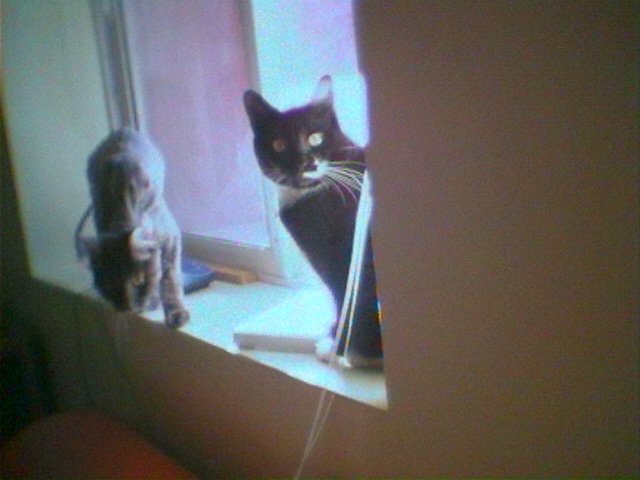 DSC 0009