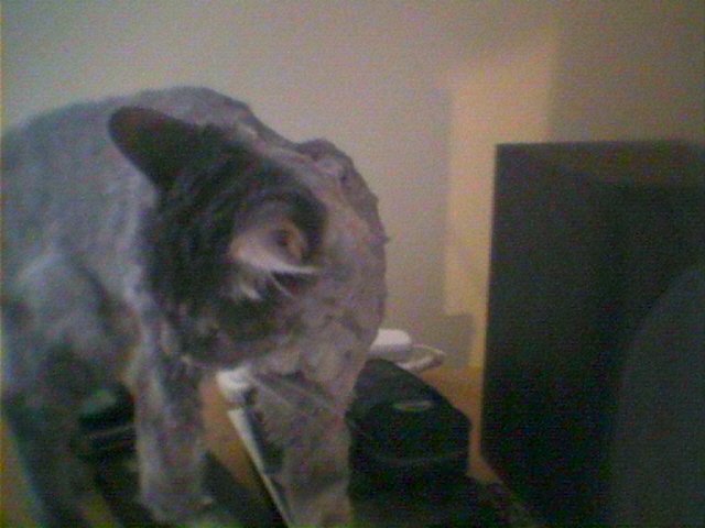 DSC 0010