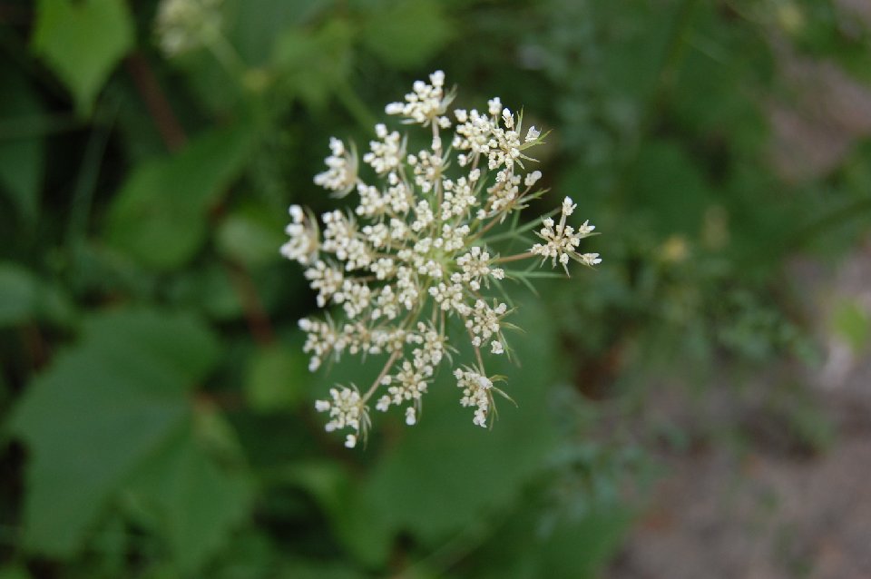 DSC 0048