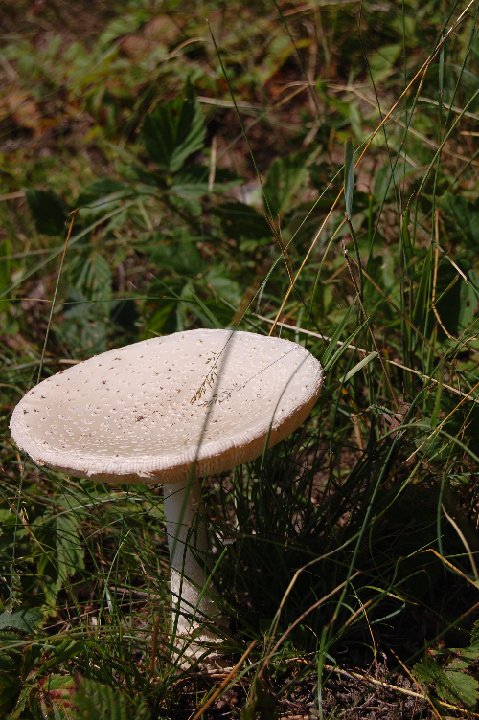 DSC 0136
