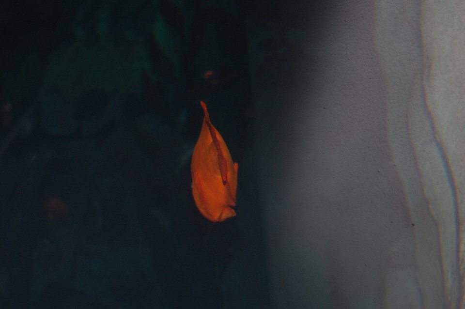 DSC 0575