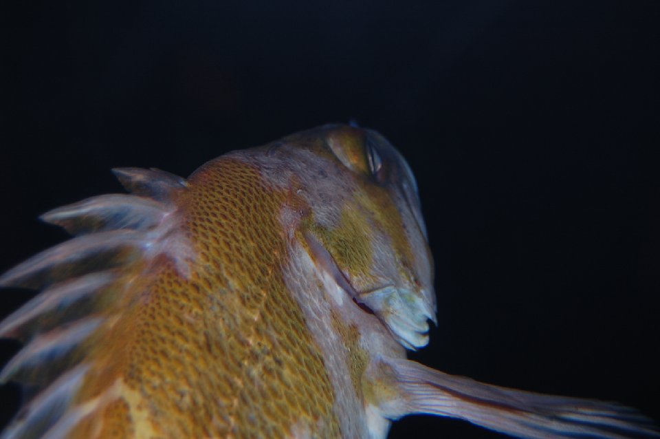 DSC 0590