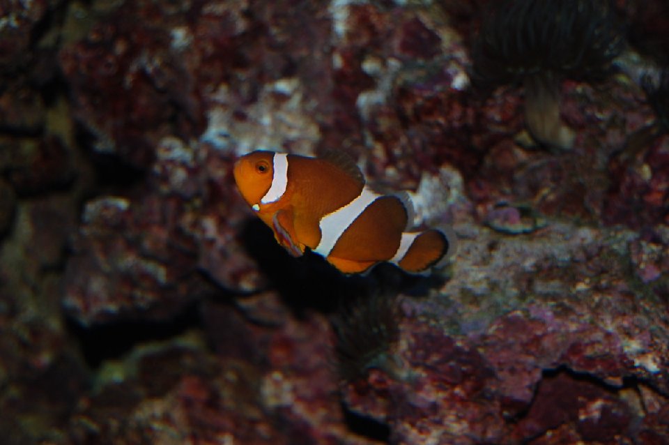MINI-DSC 0733