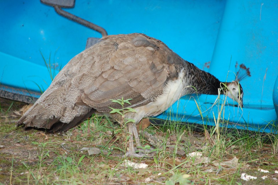 DSC 0427