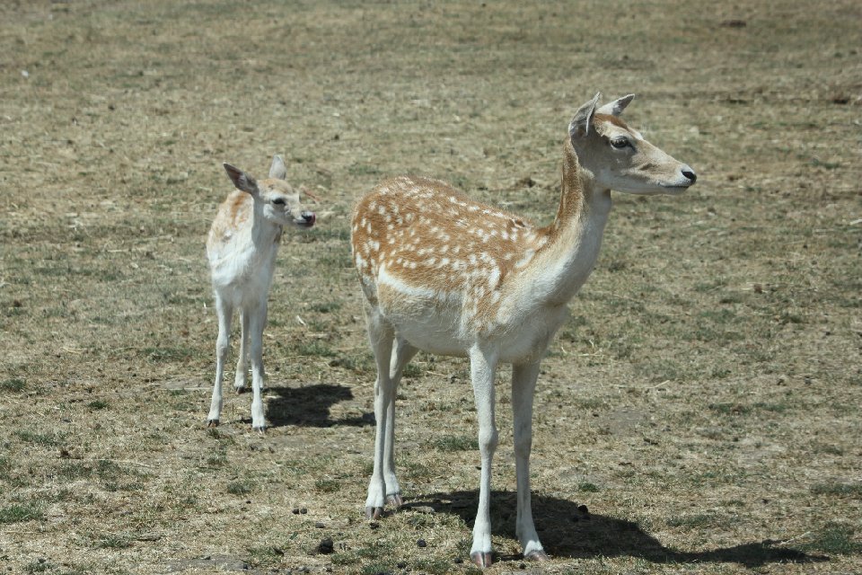 IMG 0800