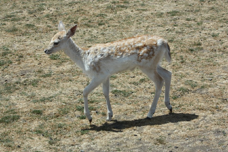 IMG 0808