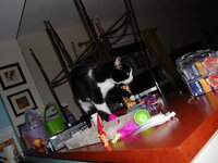 DSC 0050