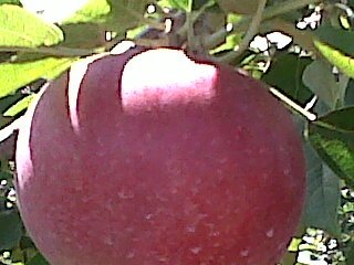 PICT 0106